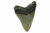 Serrated, Fossil Megalodon Tooth - North Carolina #338538-1